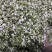 2023年河南新鲜洋槐花，上货量大，冷库预冷，保证品质。