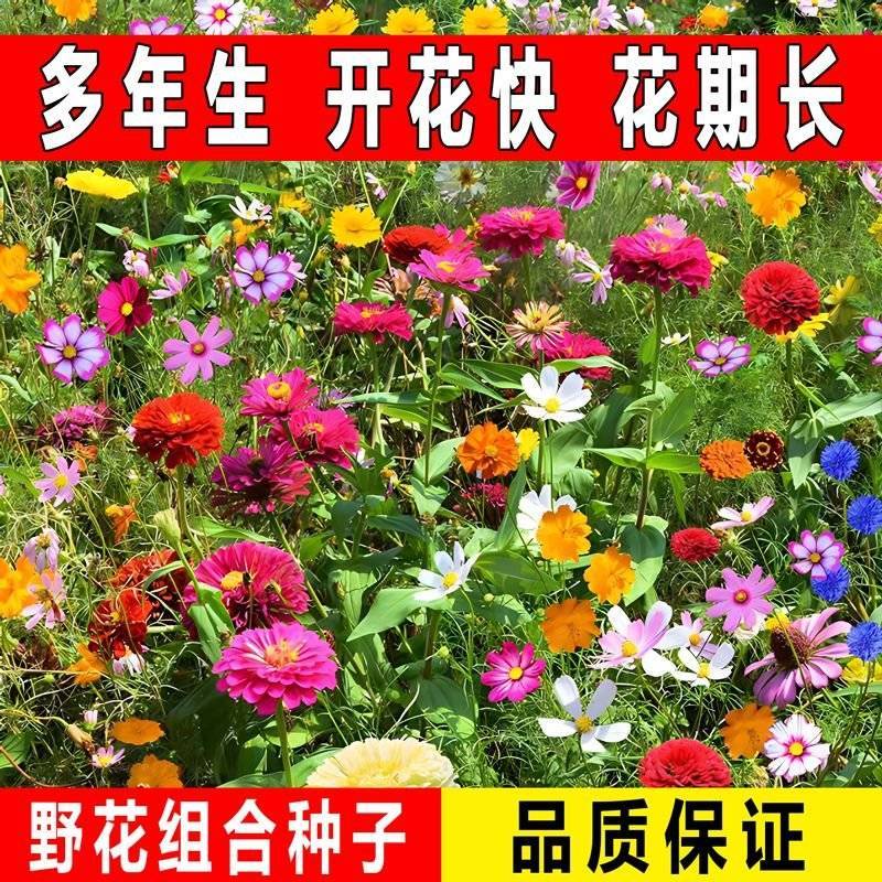 多年生花卉组合种子耐寒耐热四季开花野花组合播种简单易管理