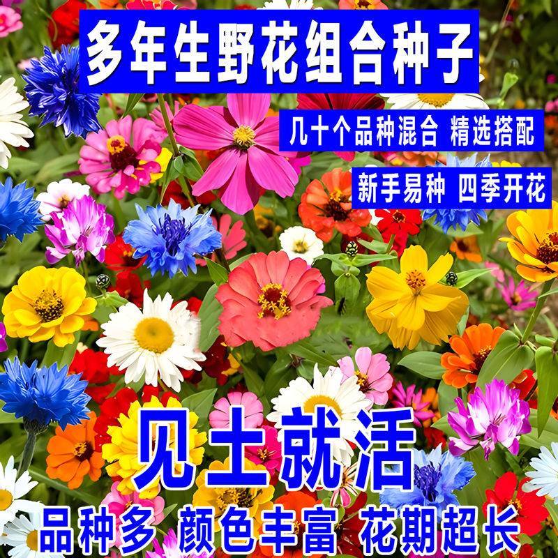 多年生花卉组合种子耐寒耐热四季开花野花组合播种简单易管理