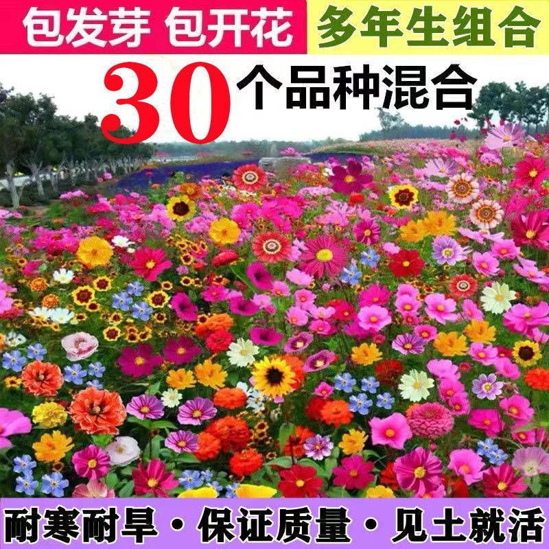 多年生花卉组合种子耐寒耐热四季开花野花组合播种简单易管理