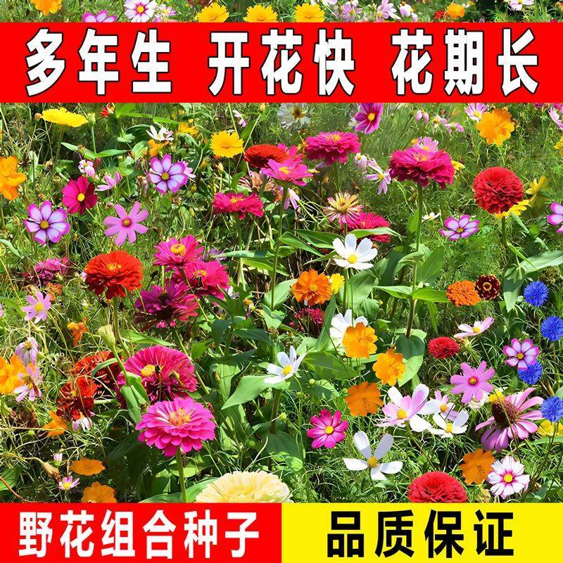 多年生花卉组合种子耐寒耐热四季开花野花组合播种简单易管理