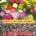 多年生花卉组合种子耐寒耐热四季开花野花组合播种简单易管理