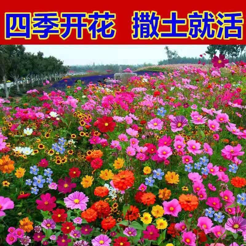 多年生花卉组合种子耐寒耐热四季开花野花组合播种简单易管理