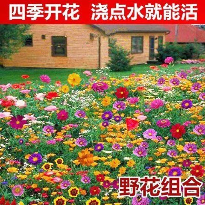 多年生花卉组合种子耐寒耐热四季开花野花组合播种简单易管理