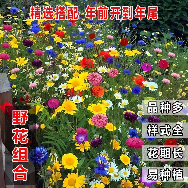 多年生花卉组合种子耐寒耐热四季开花野花组合播种简单易管理
