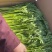 茼蒿江苏茼蒿小叶茼蒿大量上市产地看货验货货真价实