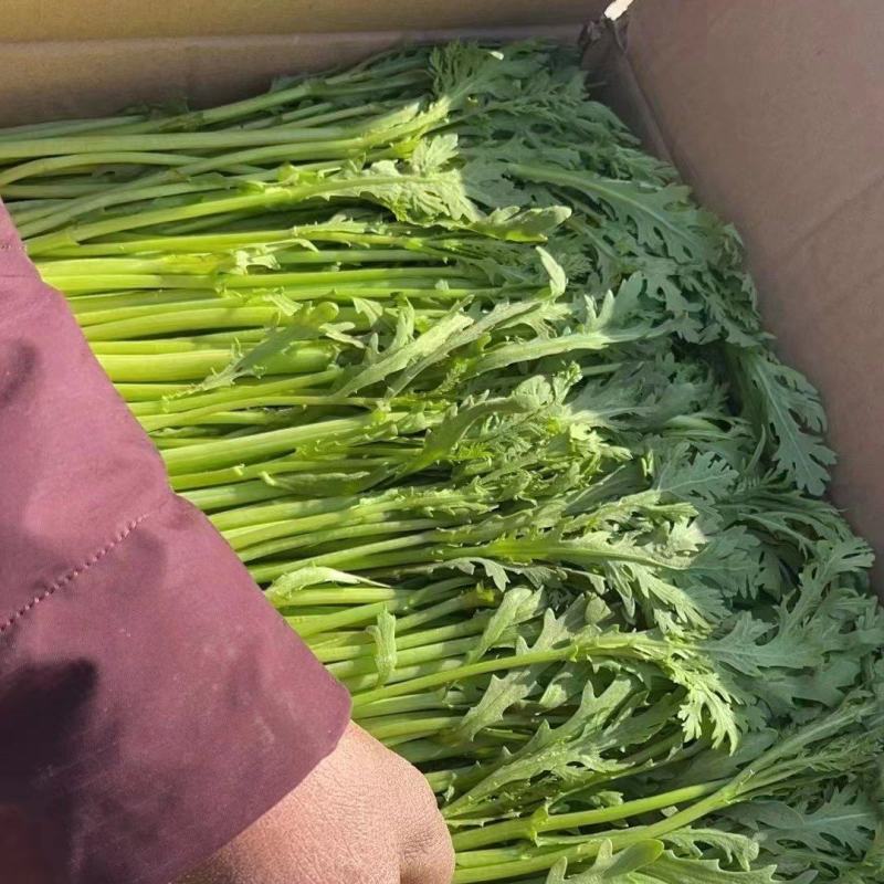 茼蒿江苏茼蒿小叶茼蒿大量上市产地看货验货货真价实