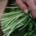 茼蒿江苏茼蒿小叶茼蒿大量上市产地看货验货货真价实