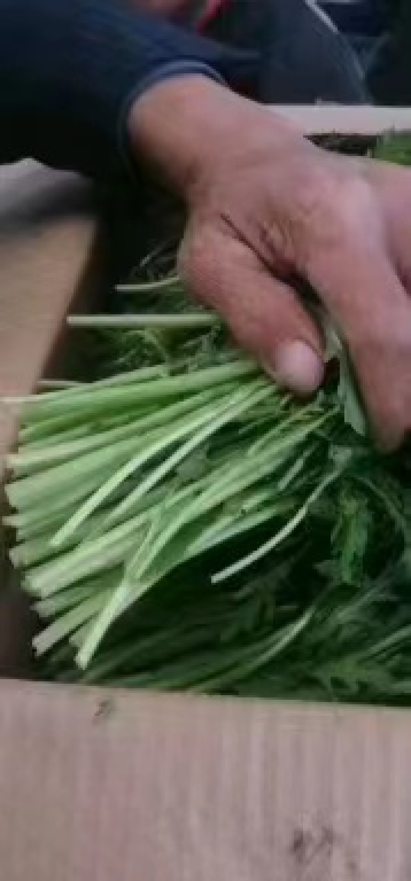 茼蒿江苏茼蒿小叶茼蒿大量上市产地看货验货货真价实