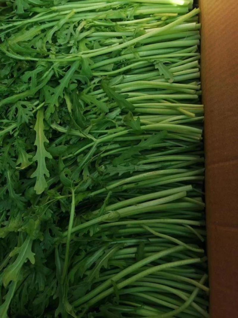 茼蒿江苏茼蒿小叶茼蒿大量上市产地看货验货货真价实