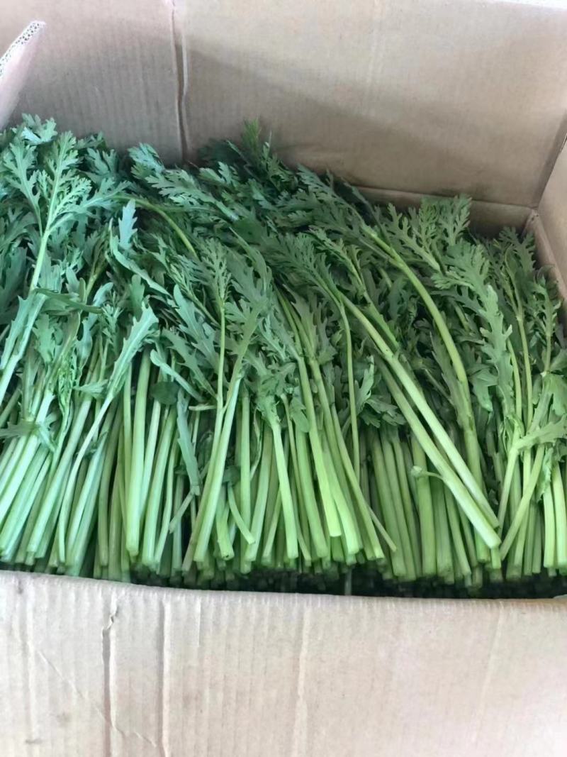 茼蒿江苏茼蒿小叶茼蒿大量上市产地看货验货货真价实