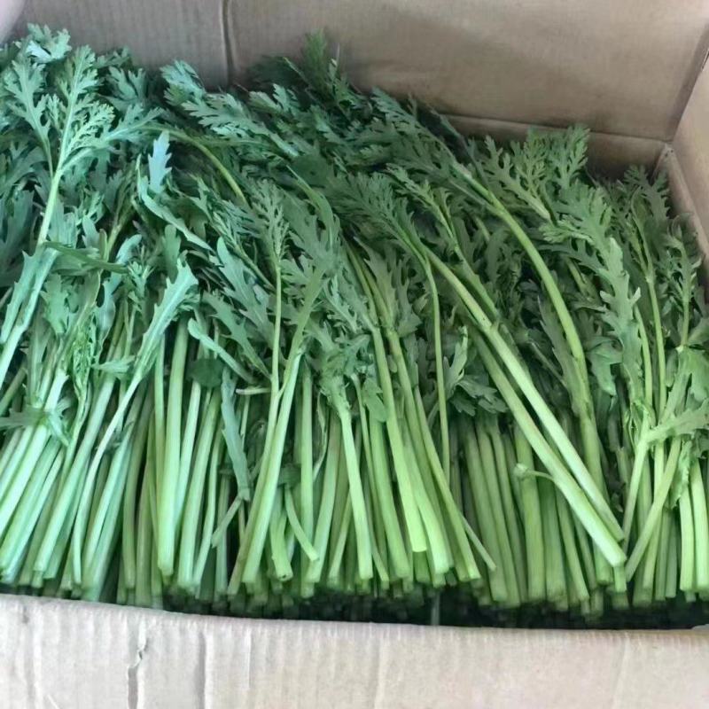 茼蒿江苏茼蒿小叶茼蒿大量上市产地看货验货货真价实