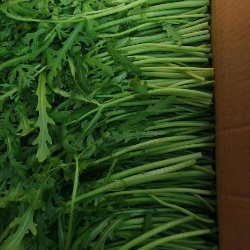 茼蒿江苏茼蒿小叶茼蒿大量上市产地看货验货货真价实