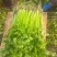 精品芹菜淮安香芹现货大量供应按需包装对接商超批发