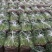 精品芹菜淮安香芹现货大量供应按需包装对接商超批发