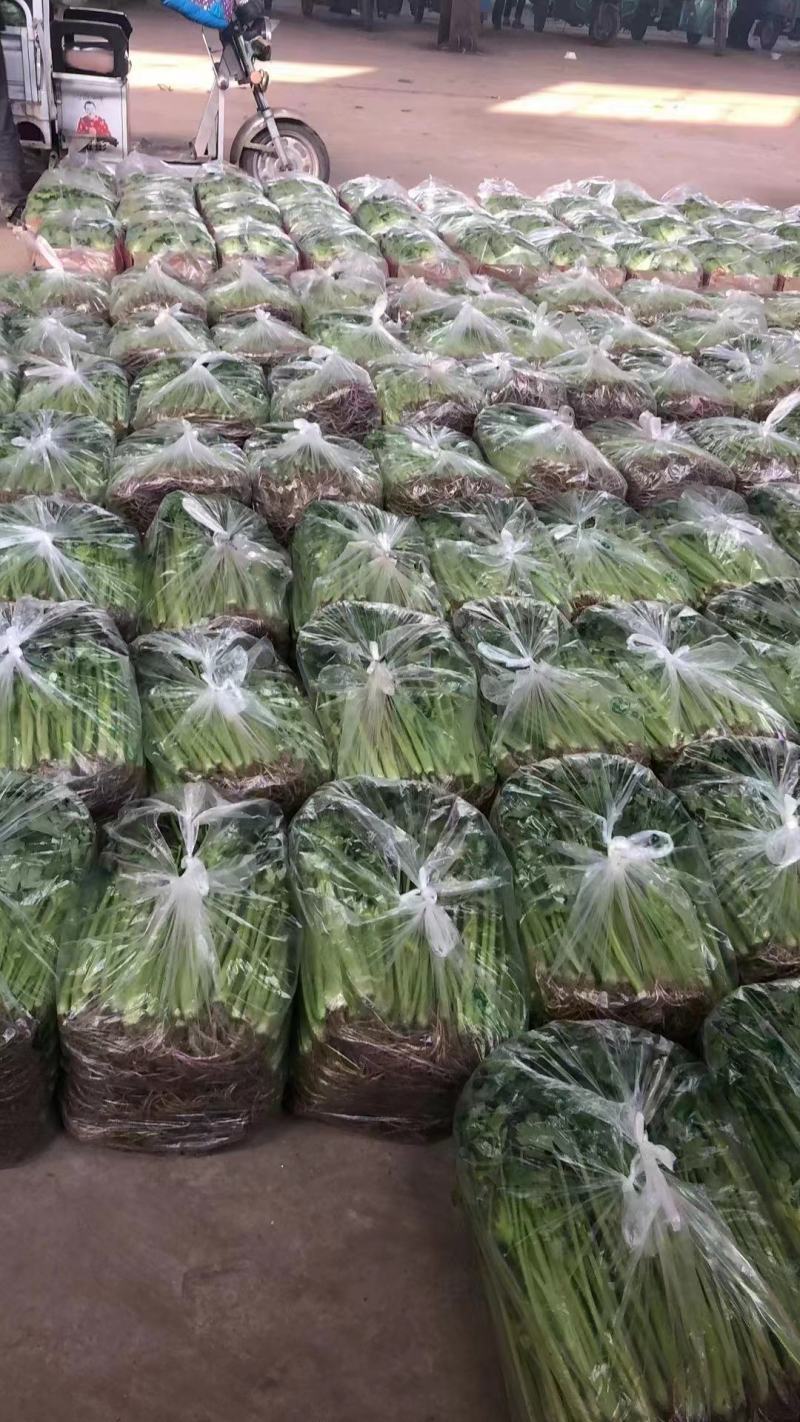 精品芹菜淮安香芹现货大量供应按需包装对接商超批发
