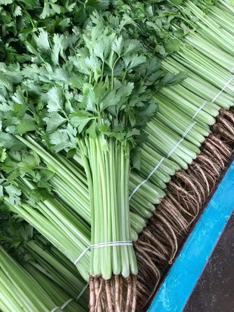 精品芹菜淮安香芹现货大量供应按需包装对接商超批发