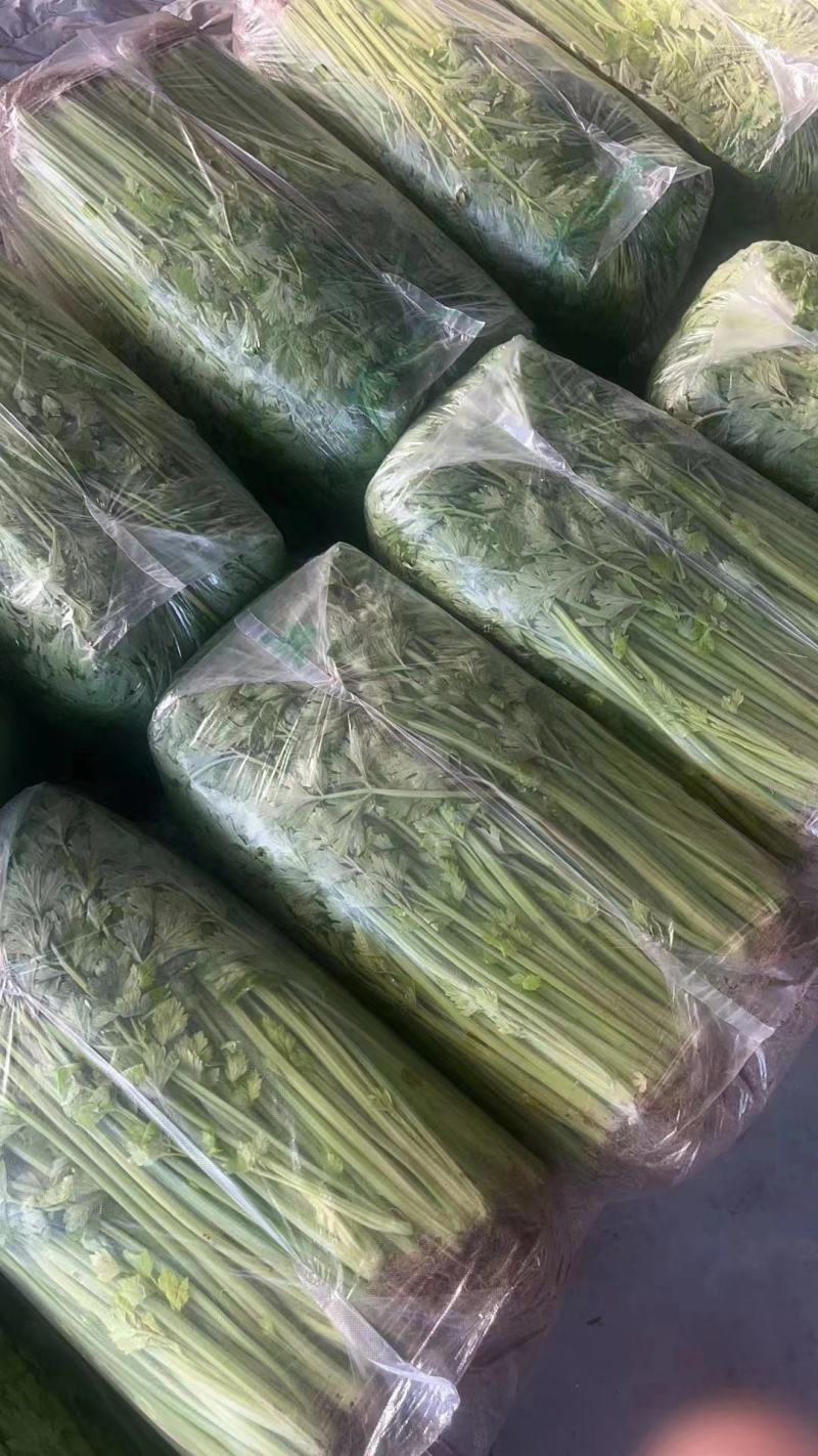 精品芹菜淮安香芹现货大量供应按需包装对接商超批发
