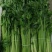 精品芹菜淮安香芹现货大量供应按需包装对接商超批发