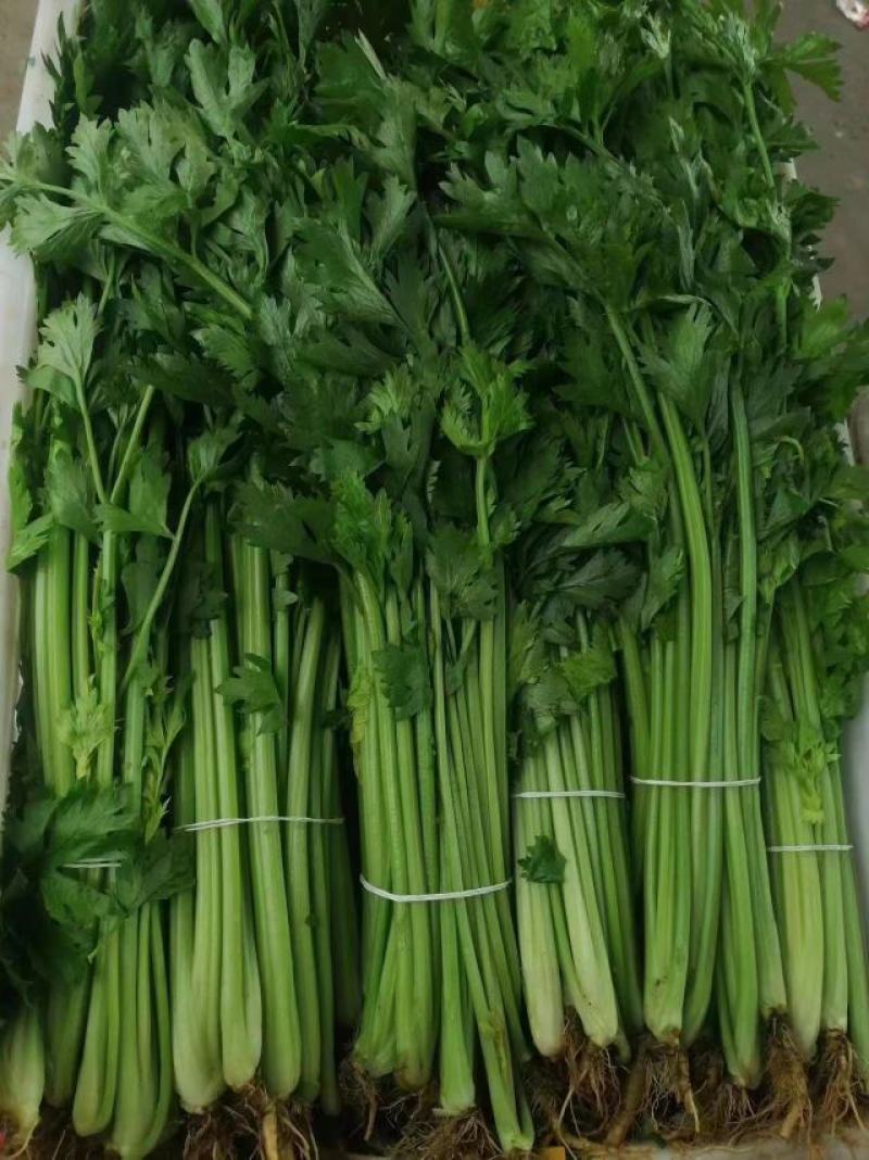 精品芹菜淮安香芹现货大量供应按需包装对接商超批发