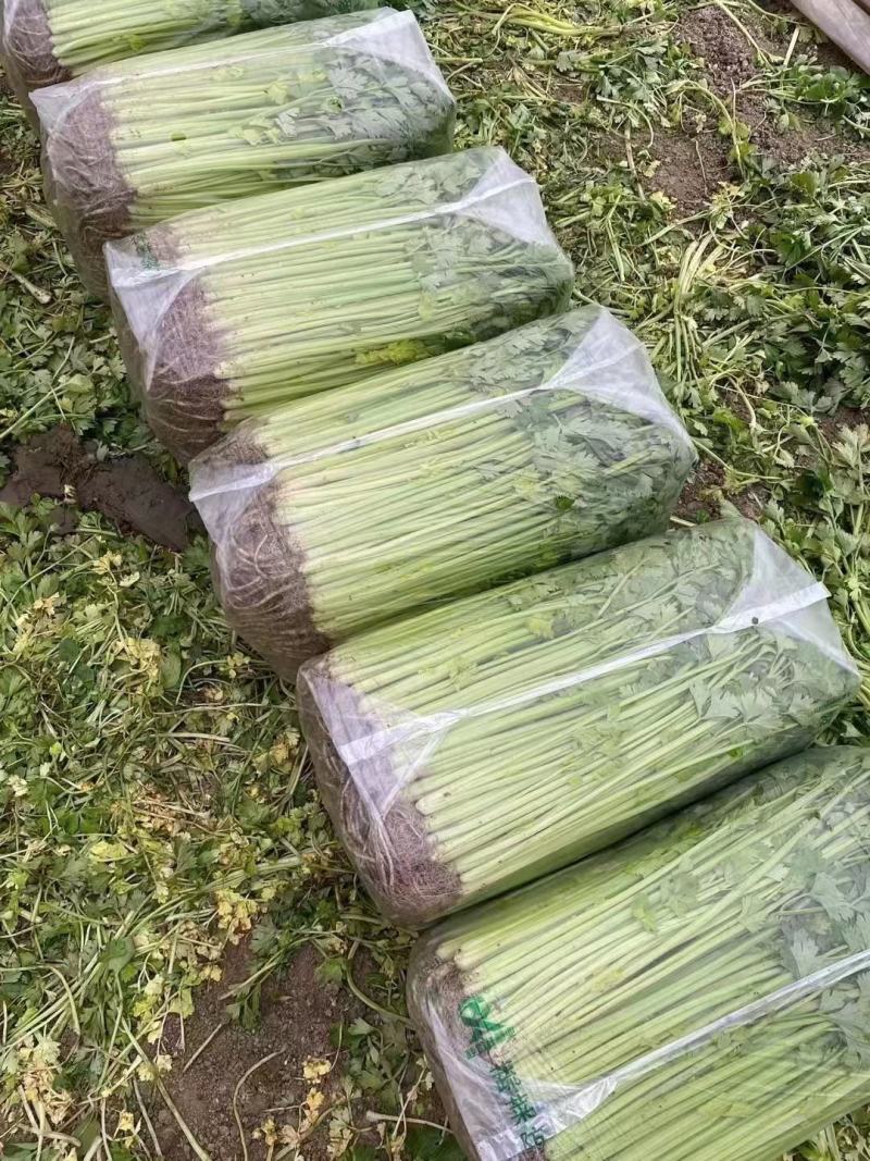 精品芹菜淮安香芹现货大量供应按需包装对接商超批发