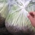 精品芹菜淮安香芹现货大量供应按需包装对接商超批发