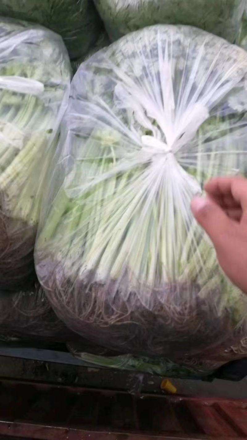 精品芹菜淮安香芹现货大量供应按需包装对接商超批发