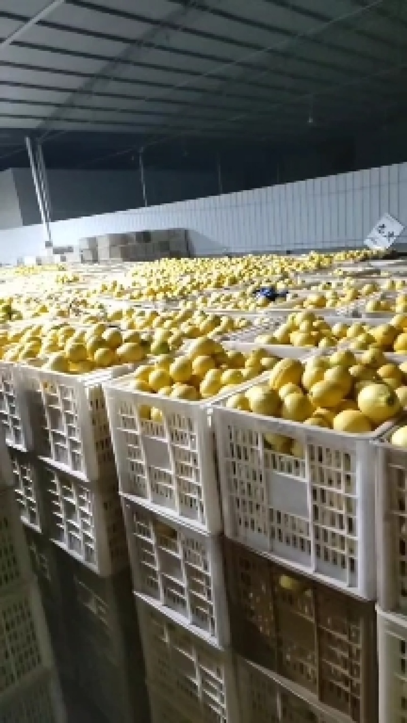 中果二三级
