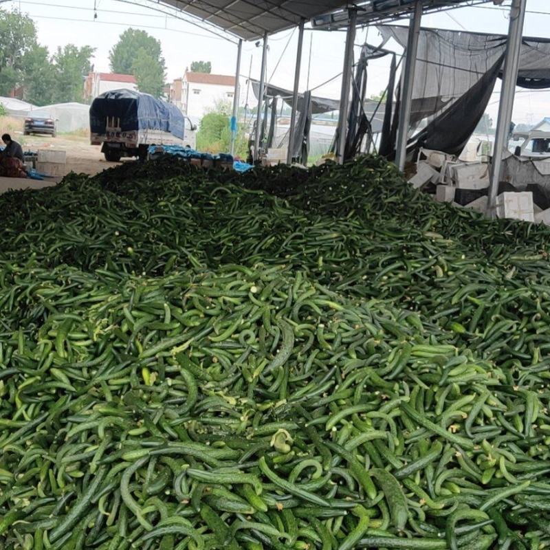【密刺黄瓜】嫁接油亮基地直发，质量保证