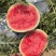 精品广西甜王西瓜🍉产地直发🍉品质保证🍉诚信第一