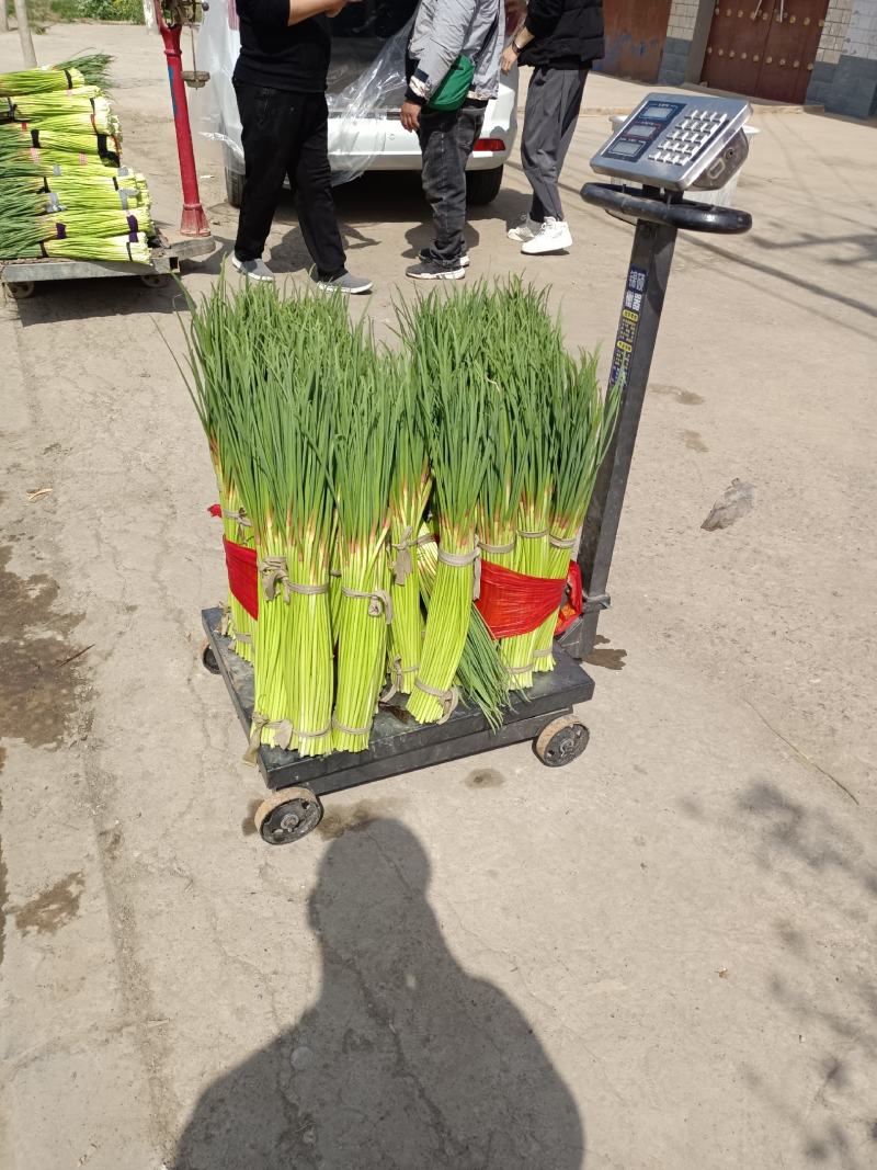 河南杞县杨大庄村市场，欢迎全国客商，诚信经营一条龙服务。
