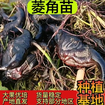 菱角苗，根壮，茎长，大果培育，基地直发，货量稳定