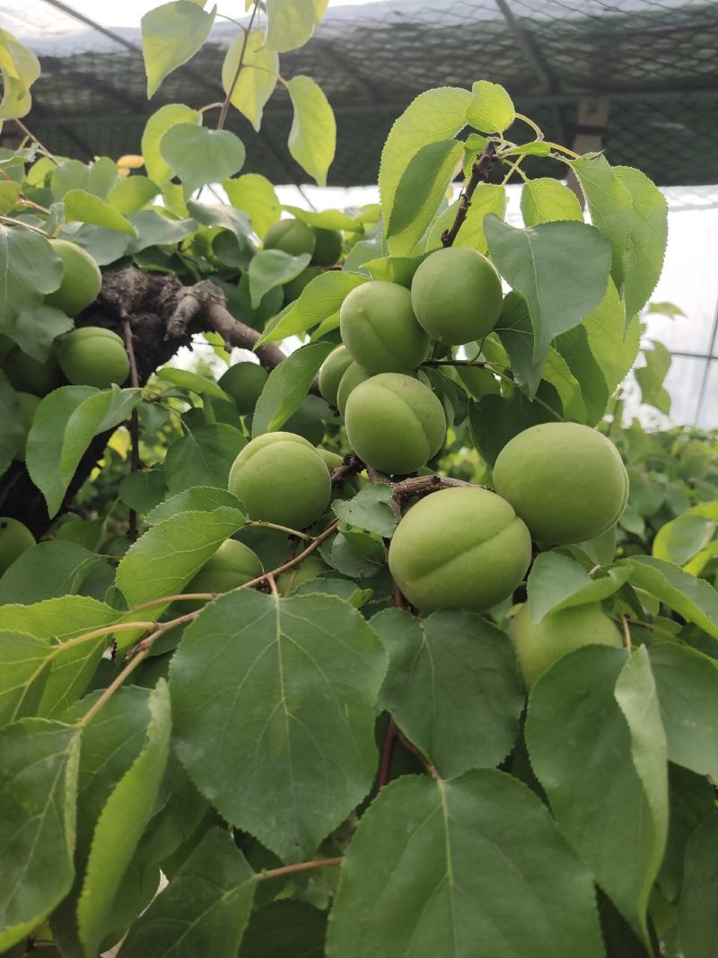 金太阳青杏