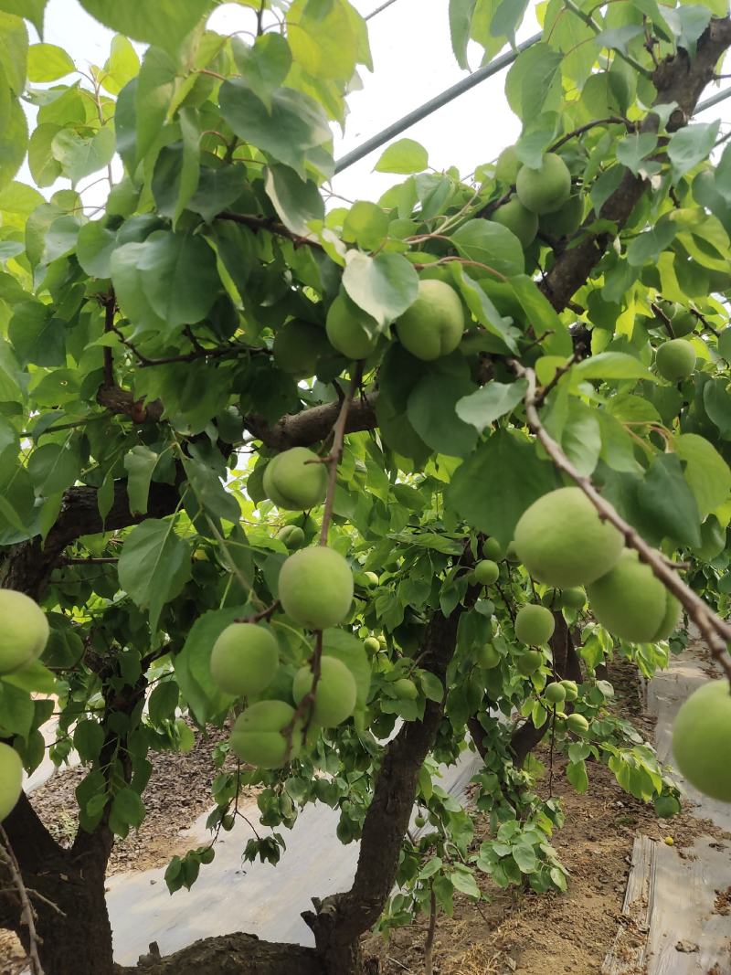 金太阳青杏
