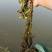 菱角苗，根壮，茎长，大果培育，基地直发，货量稳定