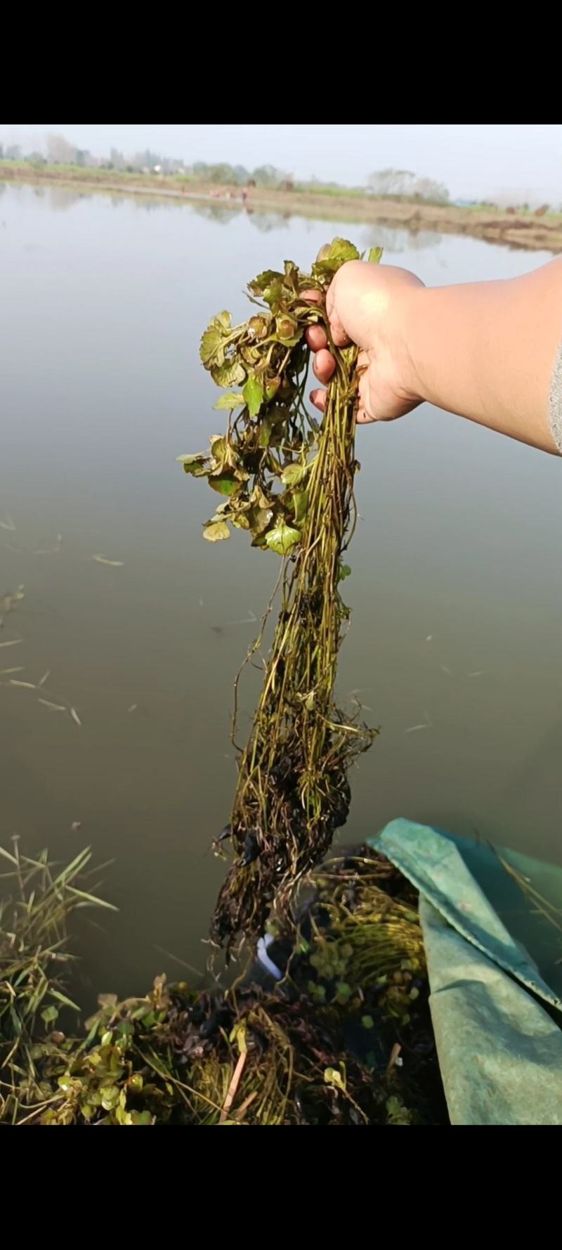 菱角苗，根壮，茎长，大果培育，基地直发，货量稳定