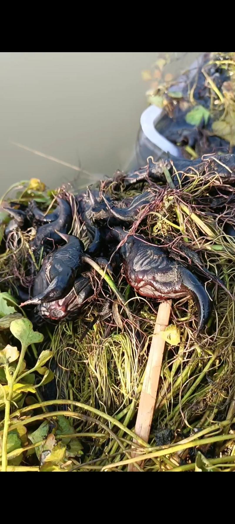 菱角苗，根壮，茎长，大果培育，基地直发，货量稳定