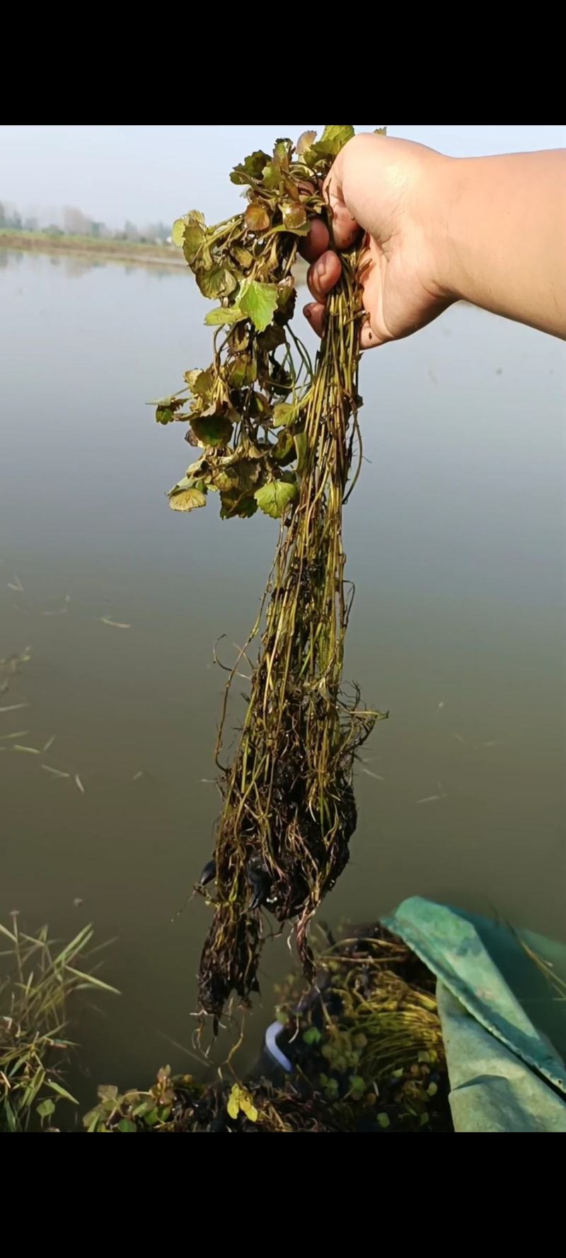 菱角苗，根壮，茎长，大果培育，基地直发，货量稳定