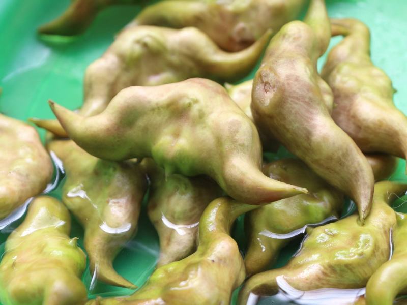 菱角苗，根壮，茎长，大果培育，基地直发，货量稳定