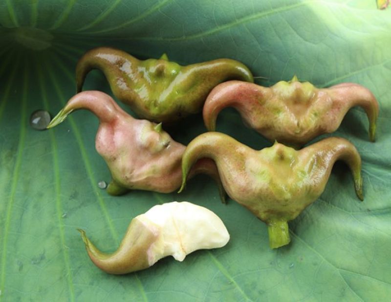 菱角苗，根壮，茎长，大果培育，基地直发，货量稳定