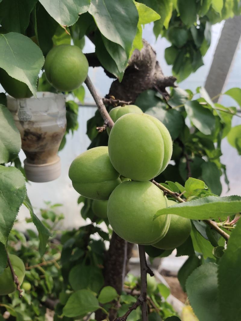 金太阳青杏