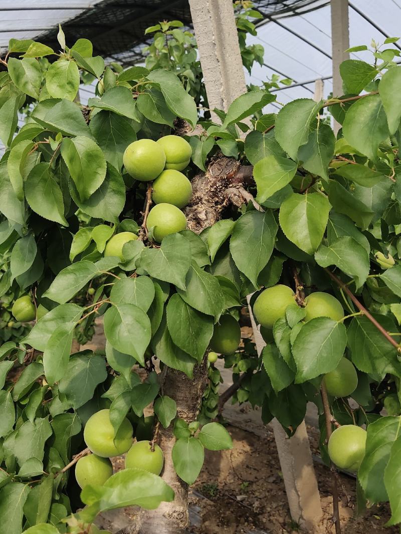 金太阳青杏