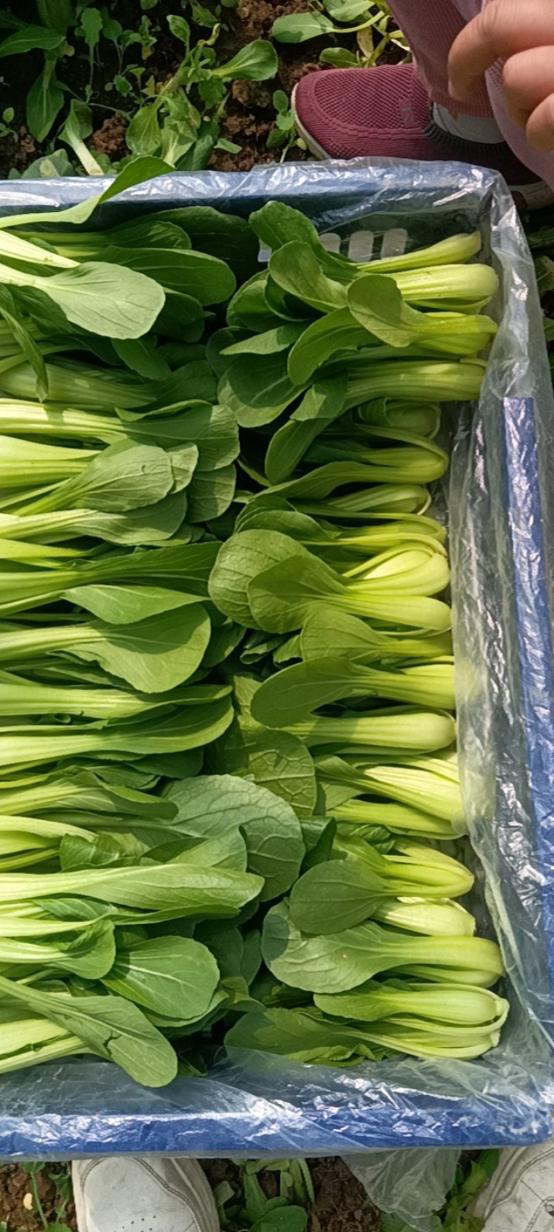 商丘精品上海青，小青菜，基地直供，大，中，小棵精品小青菜