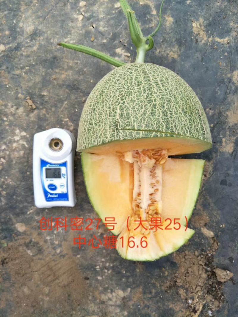 创科蜜27号（大果25）晓蜜25号哈蜜瓜种子大果抗病抗裂