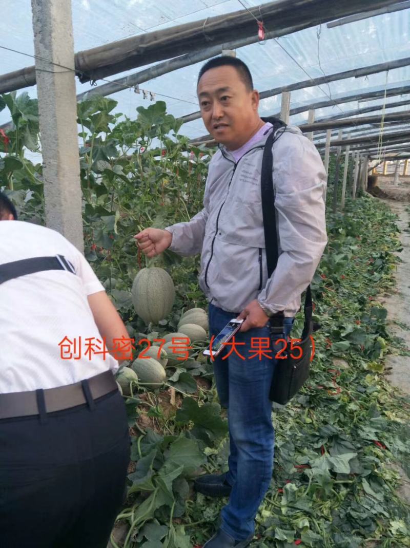 创科蜜27号（大果25）晓蜜25号哈蜜瓜种子大果抗病抗裂