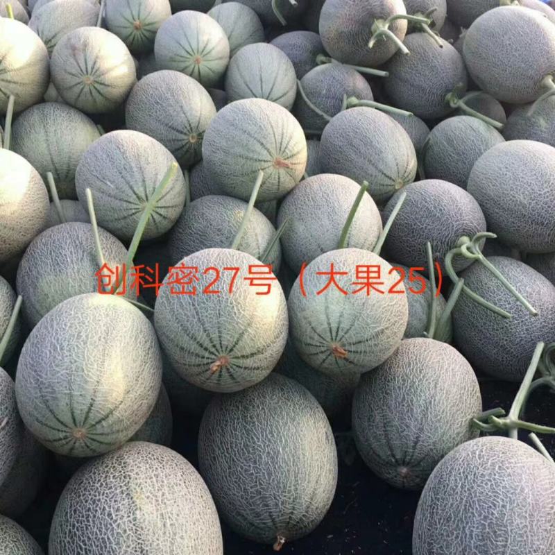 创科蜜27号（大果25）晓蜜25号哈蜜瓜种子大果抗病抗裂