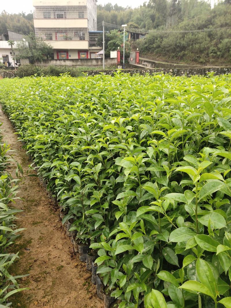 铁冬青，万紫千红，基地直供，规格齐全，量大从优，欢迎电话