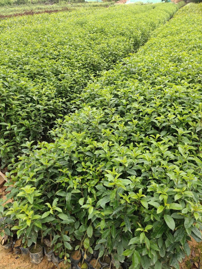 铁冬青，万紫千红，基地直供，规格齐全，量大从优，欢迎电话