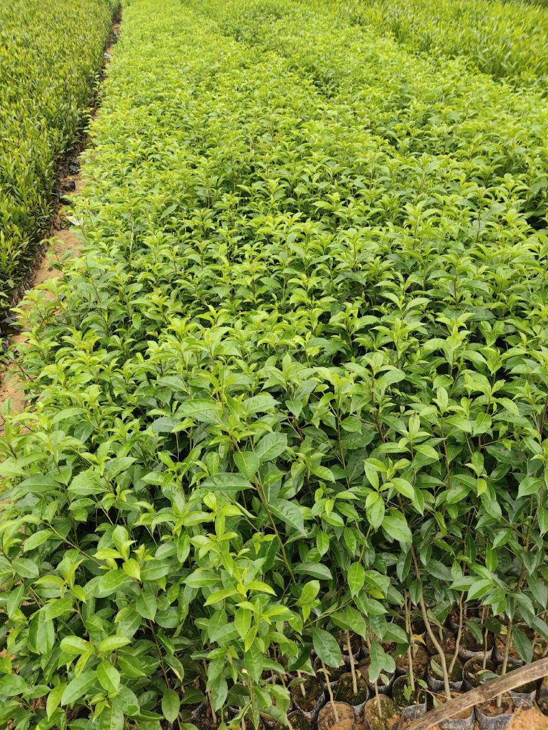 铁冬青，万紫千红，基地直供，规格齐全，量大从优，欢迎电话