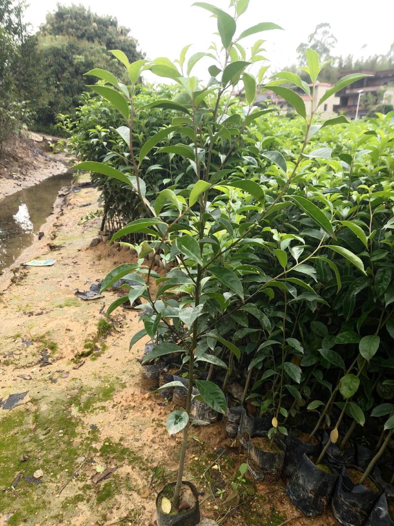 铁冬青，万紫千红，基地直供，规格齐全，量大从优，欢迎电话